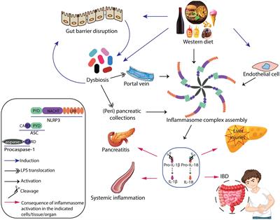 Targeting inflammasome pathway by polyphenols as a strategy for pancreatitis, gastrointestinal and liver diseases management: an updated review
